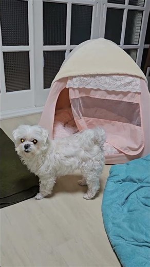 외계견 등장! 강아지가 집을 습격했다 👽 Alien dog attacks the house! 宇宙人ワンちゃんが登場！家を襲撃 #Shorts