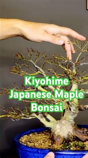 Japanese maple bonsai design work in late autumn. #bonsai #maplebonsai #japanesemaple