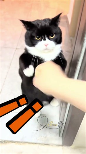 This Cat Thinks He’s a Boxing Champion 🥊🐱