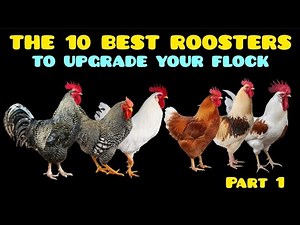 The 10 Best Roosters to Cross with Backyard Hens and Boost Egg Production.