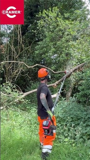 REMOVING HIGH TREE LIMBS SAFELY WITH NO LADDER & A BATTERY POLESAW #cramer #youtubeshorts #viral