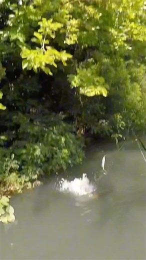 😱Catfish Explodes on My Topwater Lure… Epic Miss!💥#catfish #fishing #silure #topwater