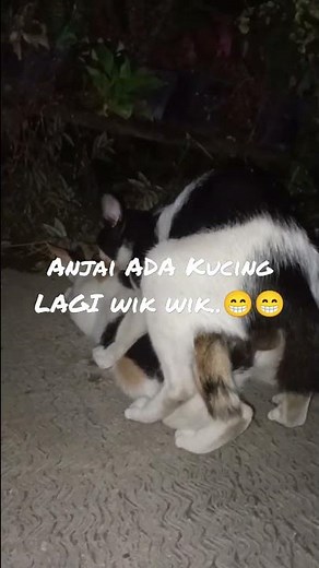 kucing lagi wik wik..#shorts