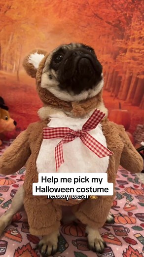 Vote in the comments which costume i should be for Halloween!! Then i’ll choose my top 3!!😝👻🎃 #pugsoftiktok #pugtok #dogsoftiktok #pug #halloween #doghalloweencostume #howloween #petsoftiktok #petcostume #puppy