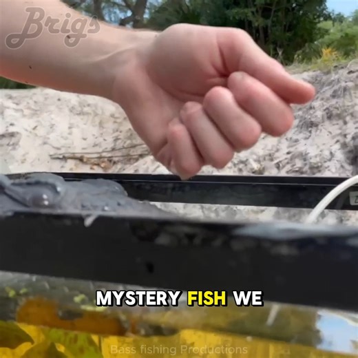 Highlights - I go netting and fish trapping in a tiny creek to catch WILD exotic aquarium fish to put into my new fish tank! | Brigs Fishing Team