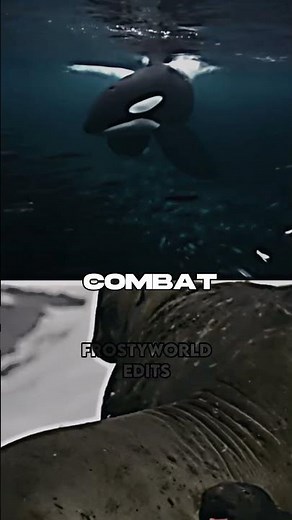 Orca vs Elephant seal #animals #debate