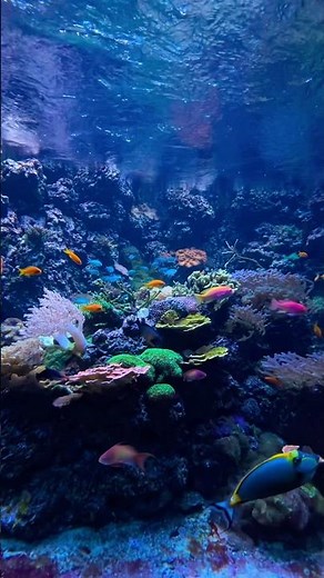 Bunte Unterwasser Welten im Berliner Winter … #berlin #zooberlin #contentcreator