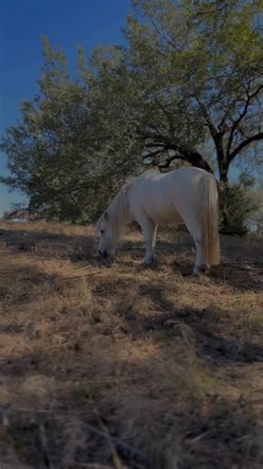 19 reactions | One of the biggest lessons in teaching horses is this:...