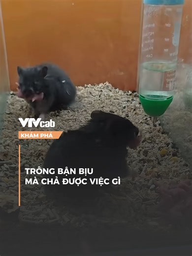 TRÔNG BẬN BỊU MÀ CHẢ ĐƯỢC VIỆC GÌ #khampha #vtvcabkhampha #online #SportOnTikTok #SEAGame2025 #vtvcab #dtp