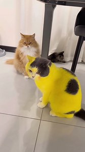 Foshan shadowless kick — even the butt is putting in effort 😹🥋🐾. . . #CatReels #ViralCat #CuteCats #CatsOfFacebook #RescueCat #CatRescue #CatStory #AdoptDontShop #CatLife #CatLovers #PurrfectReel #FurryFriend #DailyCatDose | Kitty world