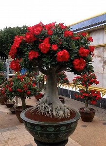 Desert rose plants 🌵➡ Cactus Garden ⬅🌵 | Cactus Garden