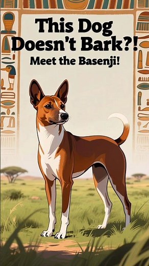 This Dog Doesn't Bark?! Meet the Basenji! #shorts #dogfacts