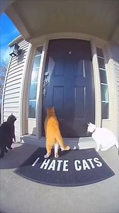 Ring Camera Catches Cat Gang in Action 🐾🤣 #ringcam #yellowcat #blackcat #neighbors #catprank These Cats Just Rang the Doorbell… and Ran! | Animal Moments209