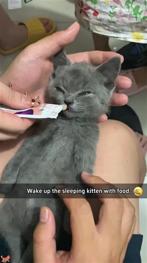 Wake Up Your Sleeping Kitten with Food