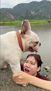 Brave Dog Rescues Girl from Dangerous River 💔🐶 #dog #lovedog #pets