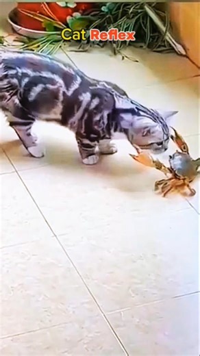 Cat Reflexes Are INSANE! ⚡🐱 You Won’t Believe How Fast This Cat Reacts!