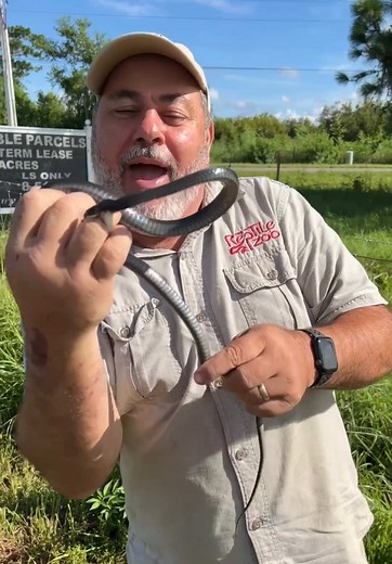 Found this feisty little black Racer while I was out in Florida🙌 This guy was very bitey and did not want me holding onto him whatsoever😳 There are so many snakes out in florida just out and about and not all of them are as feisty as this one😅