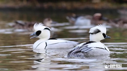 For today’s Friday Feather Fact, let’s take a slow-motion look at the courtship behaviors and breeding plumage of Smew! Smew (Mergellus albellus) are a small species of diving duck native to Europe and Asia. Males have striking black and white plumage, while females are primarily grey and white with chestnut-red crests. Smew are closely related to the other mergansers in the waterfowl family, and share similar feeding strategies, in which they dive underwater to catch fish and aquatic invertebra