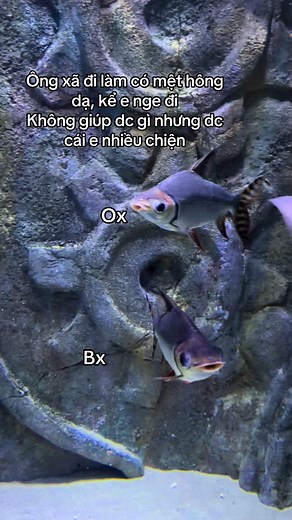Câu Chuyện Hàng Ngày Cùng Ông Xã