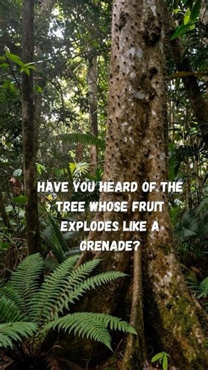 The Explosive Dynamite Tree #natureismetal #biology #trees #sciencefacts #didyouknow #flora