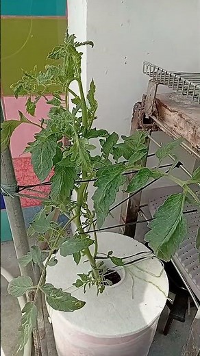 Growing Tomatoes with the Kratky Method 🍅 | Easy Hydroponics #Shorts