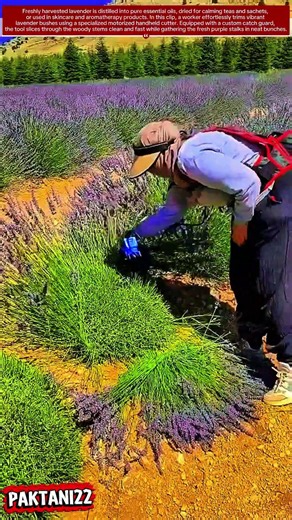 Genius Handheld Lavender Harvester in Action! 💜✨ #harvest #flowers #farmlife #smart #skills #fun