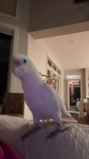 Cockatoo Cursing Compilation: Hilarious Bird Moments