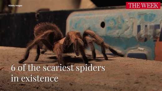 Nature’s most unique spiders: Species that might surprise you