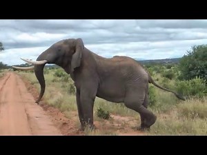 Elephant Interrupts Ostrich Fight - Tarangire, Tanzania May 2011
