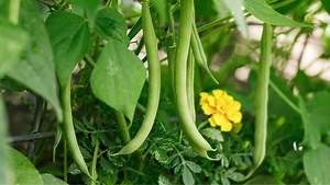 Here's when to plant your green bean seedlings for a summer-long harvest - Netmums