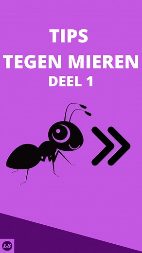 Effectieve Tips Tegen Mieren - Deel 1