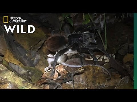 Giant Amazon Spider Preys on Opossum | Nat Geo Wild