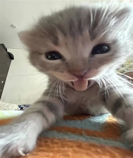 Adorable Kittens That Melt Your Heart