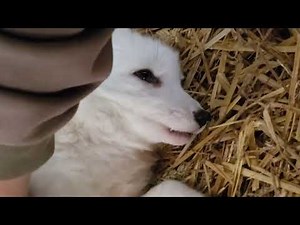 purring fox sound and they are just like dogs when you scratch them at the right spot