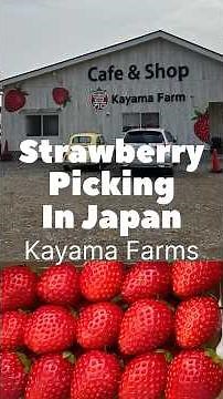 Japan grows the most AMAZING delicious and perfect Strawberries - Visiting Kayama Farm