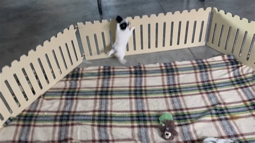 Chihuahua puppy for sale