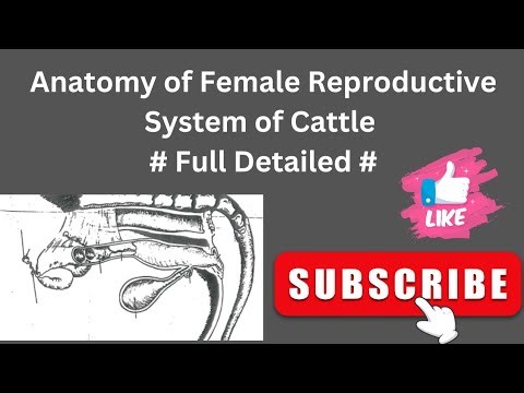 Anatomy of the Female Reproductive System of Cattle 🐄|| Splanchnology of Veterinary