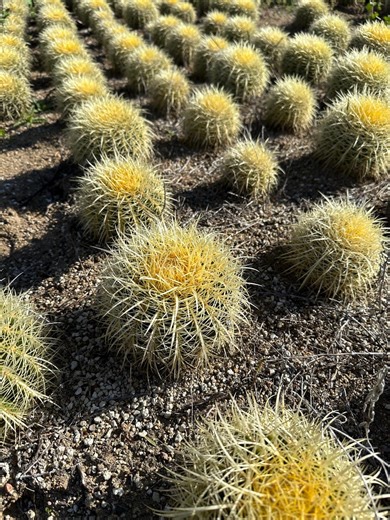 Golden Barrel Cactus 6” Diameter, Bare Root - Etsy