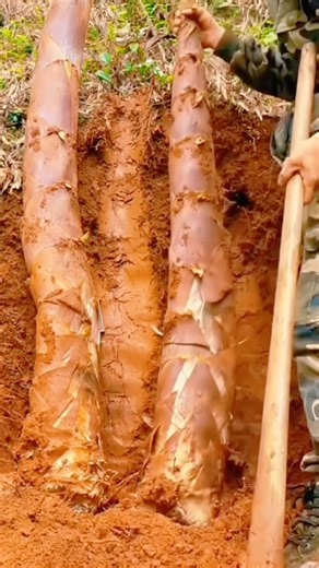 Digging Giant Bamboo Shoots Underground #farming #amazing #bamboo #viral #fruit #farmlife #wildlife