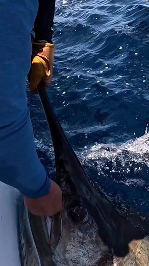 Nice catching #bluewater #Fishing #angler #topwaterfishing #fishingtrip #fishinglife #ocean #marlin #bluemarlin #marlinfishing #fishingislife #fishingdaily | Angler Mancing