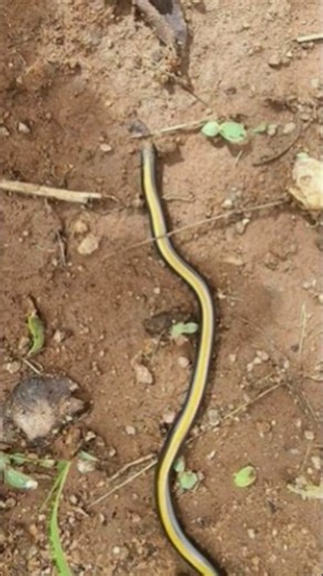 Top 10 Smallest snakes in the world 🐍 #nature #snakes #smallest #tiniest #rare #unique