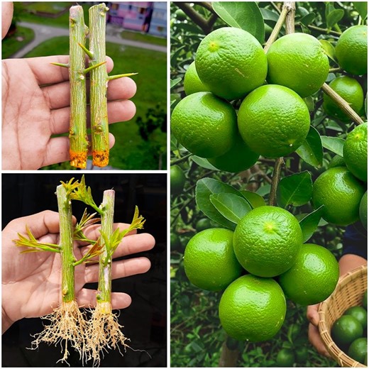 How to grow lemon plant at home from stems || Best & easy method for planting | DIY IndoorGarden