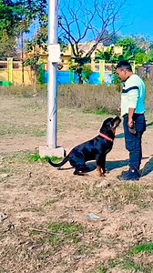 2.9K views · 48 reactions | Rottweiler Mr Max Training #dogtrainingisfun #dogtraining #dogtrainingtips #dogtrainer #rotterdam #rottweiler #rottweilerpuppy #rottie #rottweilers_of_instagram #rottweilerchallenge #gsdlife #viral #reels | K9 Army Dog Trainer Agra | Facebook
