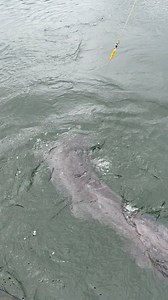 Monster catfish power🔥💪! The strength of large catfish remains unmatched in European freshwater🇪🇺. The European Wels catfish is renowned for its impressive size and substantial weight relative to its length. While this particular catch wasn’t the largest catfish ever, it was a good size and certainly put up a strong fight😊. Fishing for catfish holds a special place in my heart👌. Though it’s not the easiest species to catch, the anticipation of reeling in a monster from a wild river is wort