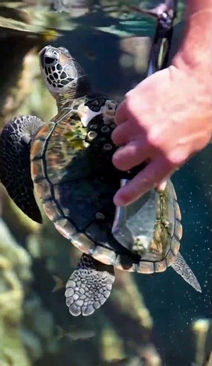 Turtle shell cleaning #satisfying #wildlife