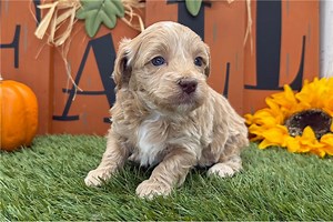 Cooper - Havapoo Puppy D251D9