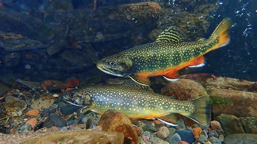 Public comment invited on Columbia River Basin Fish and Wildlife Program