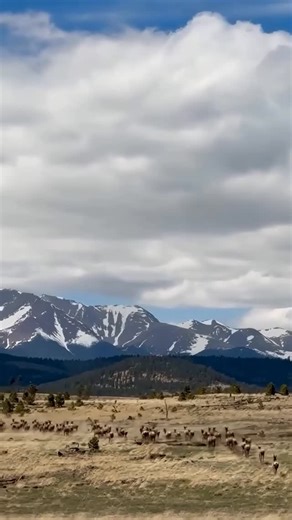 🦌 Rocky Mountain elk stream through the landscape at Vermejo. With sights like this, it’s hard to imagine populations of elk in New Mexico were extirpated in the early 1900s. In 1911, the Bartlett Ranch, now Vermejo, purchased 15 Rocky Mountain elk, and the state imported additional elk from Colorado in following years, helping establish the herds we witness in the wild today. 📸 @andre.koester.travel | Vermejo