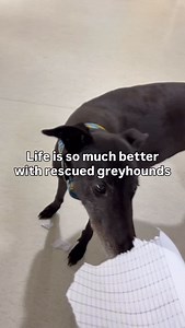 Life would be a bit boring without these guys 🥺 Benny here would very much like you to adopt a rescue greyhound, he says you won’t regret it! | Greyhound Rescue