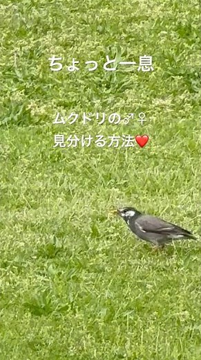 ムクドリの♂♀を簡単に見分ける方法を解説❤️ #ムクドリの♂♀見分け方 #shorts